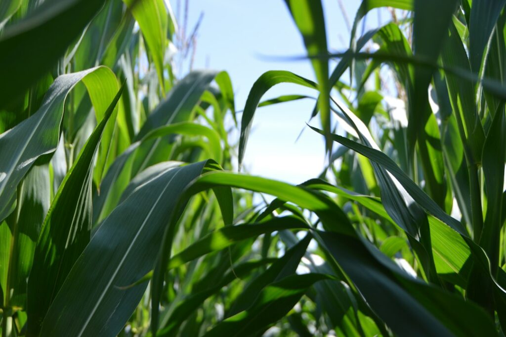 Can AI Help Create Climate-Resilient Jowar? Inside Google DeepMind’s Hyderabad Research Partnership